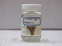 藏品(條紋二鬚魞)的圖片
